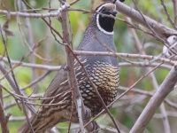 A10A9827California_Quail