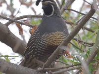 A10A9855California_Quail