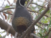 A10A9871California_Quail