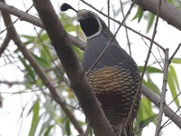 A10A9881California_Quail