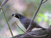 A10A9893California_Quail