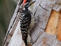 A10A9897Nuttalls_Woodpecker