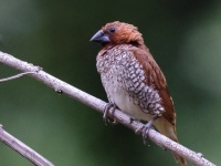 A10A9981Scaly-breasted_Munia