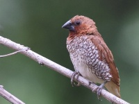 A10A9987Scaly-breasted_Munia