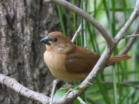 A10A9996Scaly-breasted_Munia