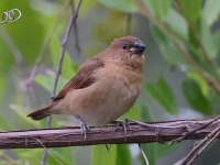 A10A9997Scaly-breasted_Munia