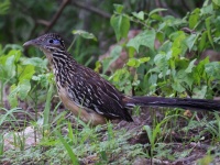 A10A4470Lesser_Roadrunner