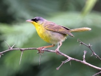 A10A4866Gray-crowned_Yellowthroat