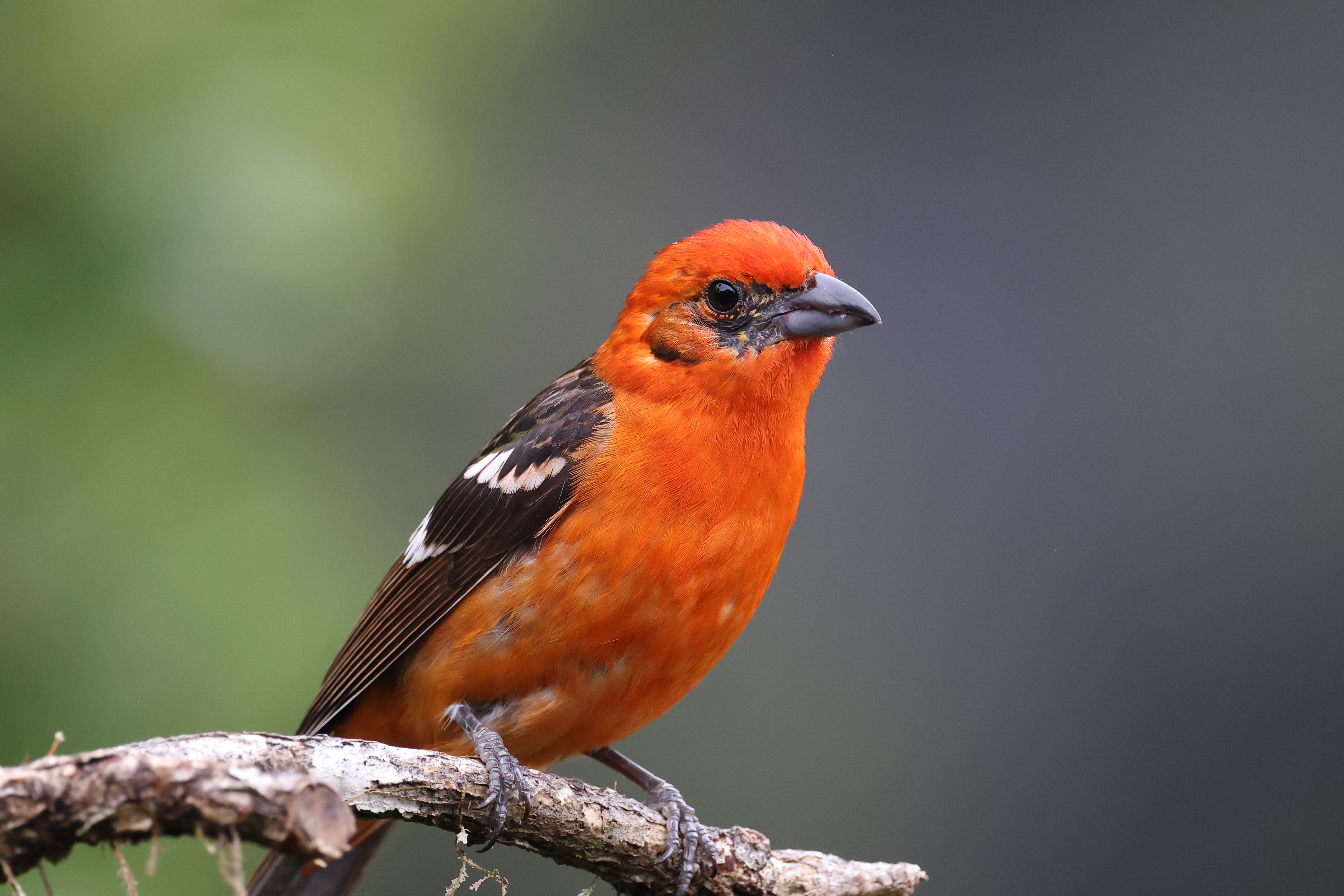 A10A9731Flame-colored_Tanager