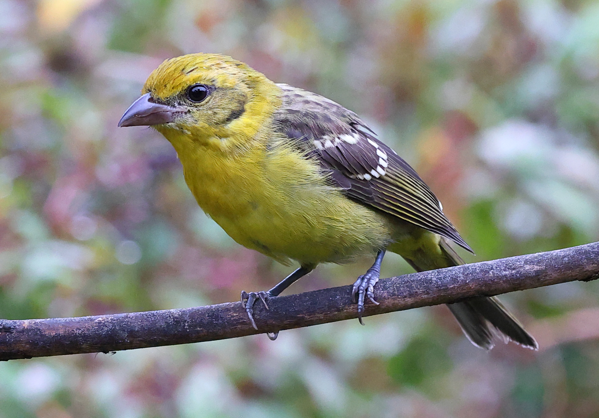 A10A9746Flame-colored_Tanager
