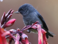 A10A0002Slaty-Flowerpiercer