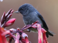 A10A0002Slaty-Flowerpiercer