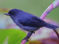 A10A0029Slaty_Flowerpiercer