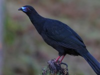 A10A0098Black_Guan