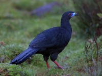 A10A0166Black_Guan