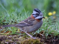 A10A0321Rufous-collared_Sparrow