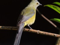 A10A0508Long-tailed_Silky-flycatcher