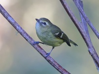 A10A0530Yellow-winged_Vireo