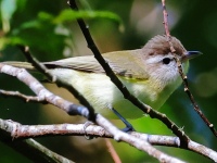 A10A0551Brown-capped_Vireo