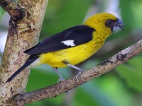 A10A0919Black-thighed_Grosbeak