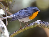 A10A125.Flame-throated_Warbler