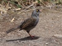 A10A1308Volcano_Junco