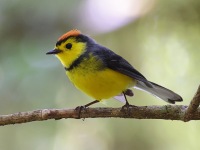 A10A1402Collared_Redstart