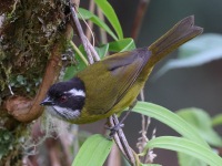 A10A1487Sooty-capped_Chlorospingus