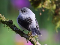 A10A1556Torrent_Tyrannulet