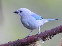 A10A1752Blue-grey_Tanager