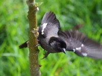 A10A1809Yellow-thighed_Brushfinch