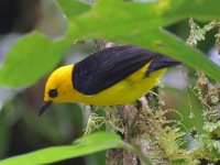 A10A2192Black-and-yellow_Tanager