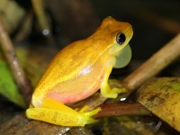 A10A2308Yellow_tree_Frog_Frog