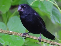 A10A2494Variable_Seedeater