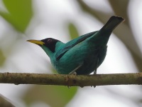 A10A2525Green_Honeycreeper