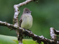 A10A2701Yellow-bellied_Elaenia