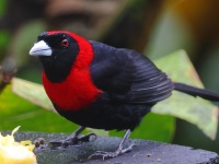 A10A2893Crimson-collared_Tanager