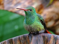 A10A3051Rufous-tailed_Hummingbird