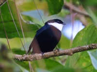 A10A3211White-ruffed_Manakin