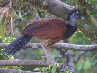 A10A3309Female_Great_Curassow