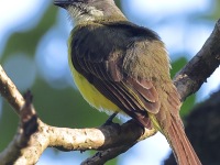 A10A3530Grey-capped_Flycatcher