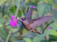 A10A3713Brown_Violetear