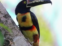 A10A3809Collared_Aracari