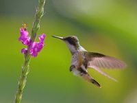 A10A3983Female_Black-crested_Coquette