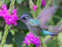 A10A4234Violet-headed_Hummingbird