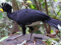 A10A4264Great_Curassow