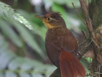 A10A4340Fawn-throated_Foliage-gleaner