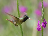 A10A4639Black-crested_Coquette