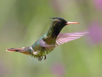 A10A4650Black-crested_Coquette