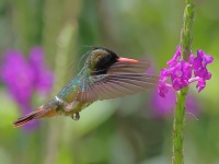 A10A4672Black-crested_Coquette